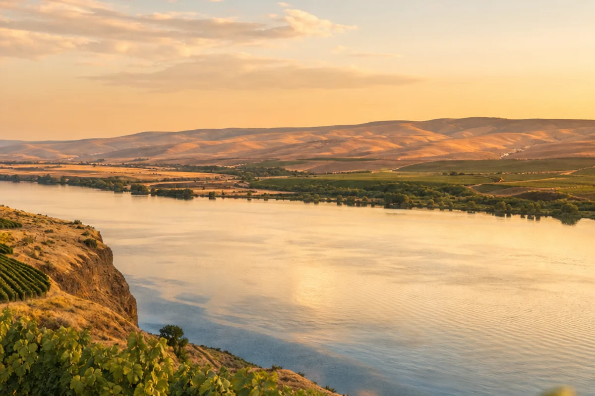 The Columbia River and vineyards near Pasco at golden hour in the Tri-Cities